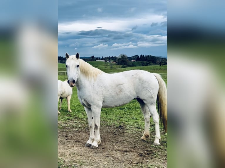 Camargue Jument 12 Ans 148 cm Blanc in Buchenberg