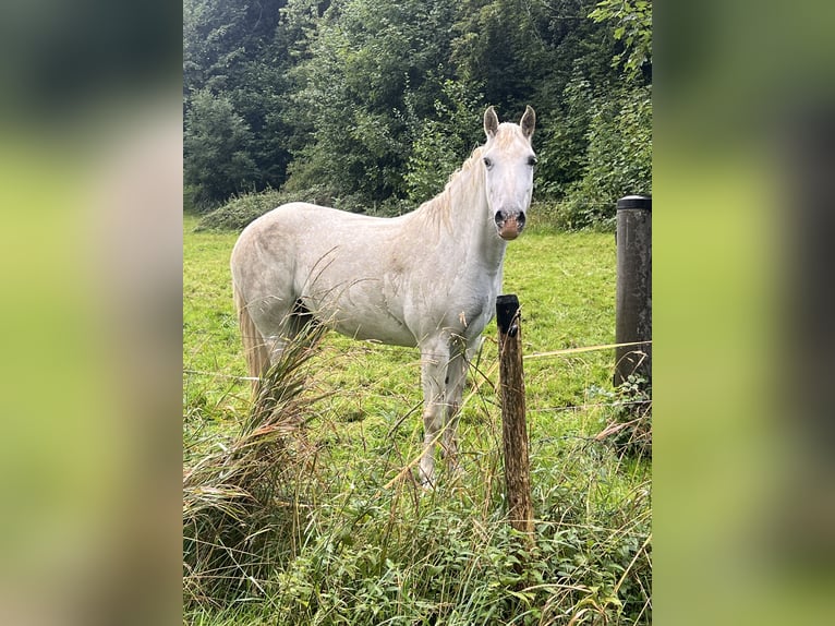 Camargue Jument 12 Ans 148 cm Blanc in Buchenberg