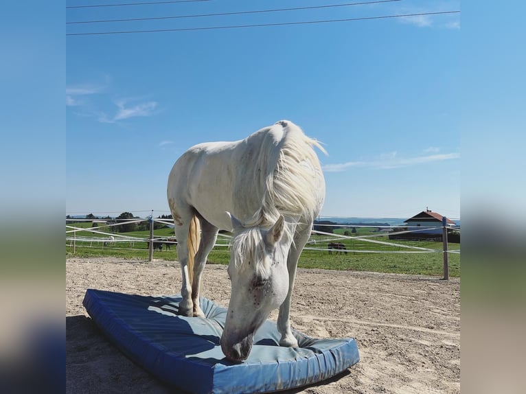 Camargue Jument 12 Ans 148 cm Blanc in Buchenberg