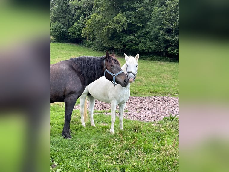 Camargue Jument 12 Ans 148 cm Blanc in Buchenberg