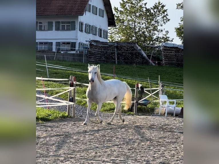 Camargue Jument 12 Ans 148 cm Blanc in Buchenberg