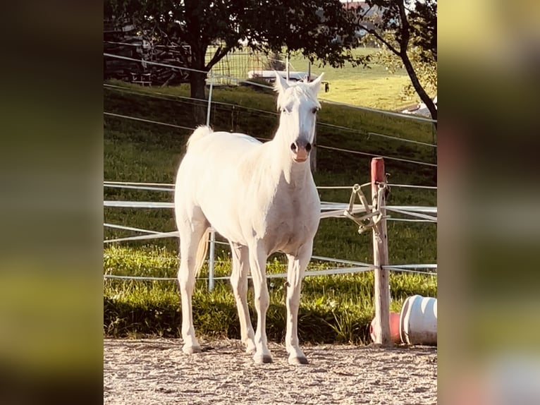 Camargue Jument 12 Ans 148 cm Blanc in Buchenberg