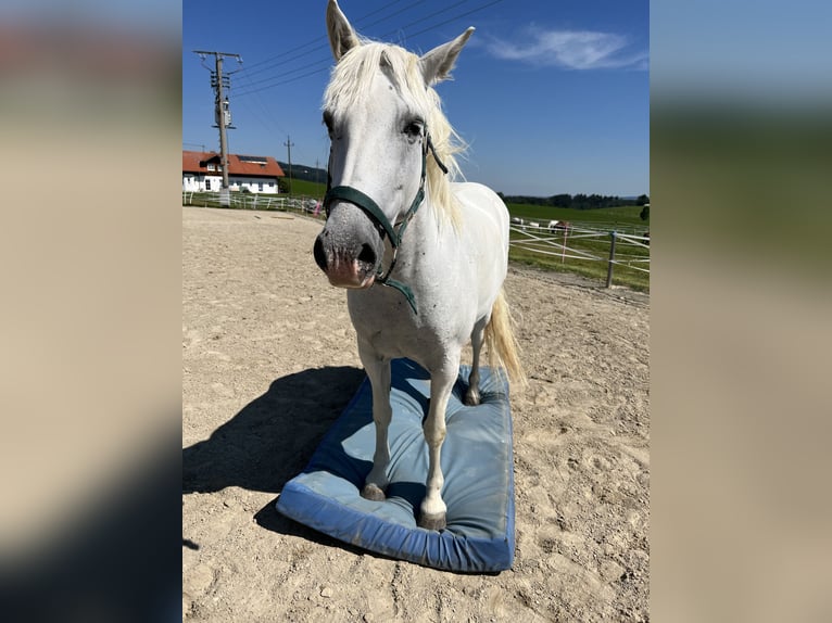 Camargue Jument 12 Ans 148 cm Blanc in Buchenberg