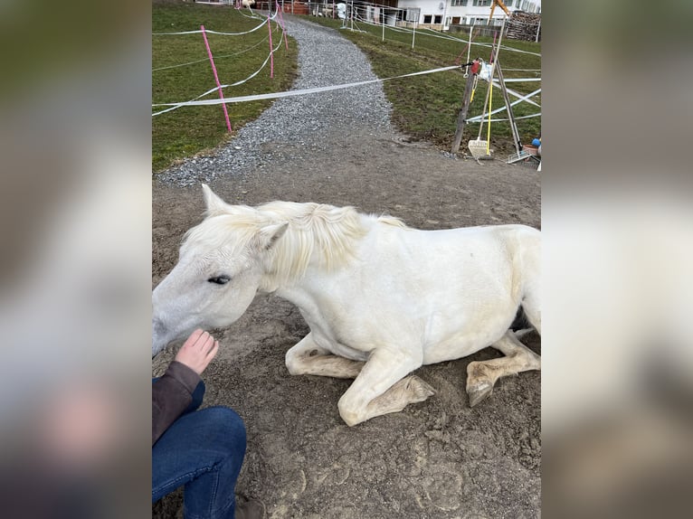 Camargue Jument 12 Ans 148 cm Blanc in Buchenberg