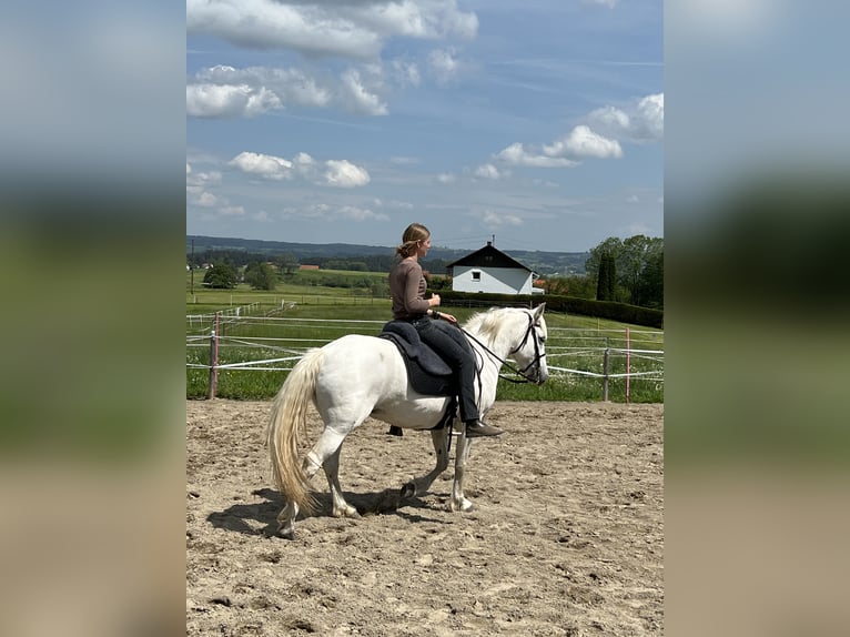 Camargue Jument 12 Ans 148 cm Blanc in Buchenberg