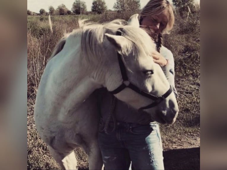 Camargue Jument 12 Ans 148 cm Blanc in Buchenberg