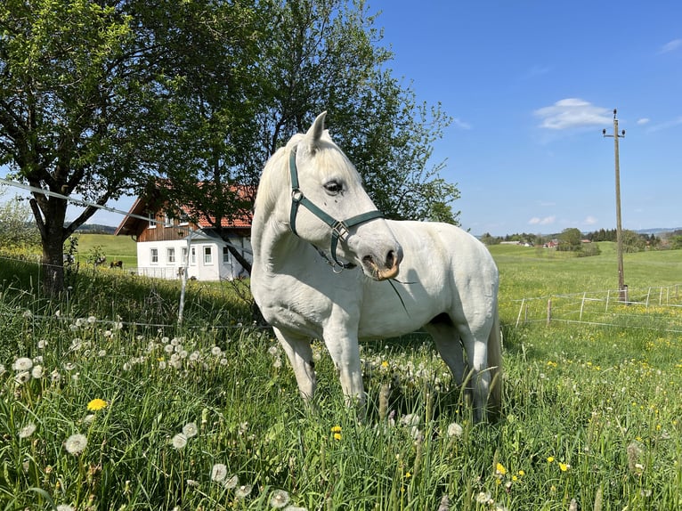 Camargue Jument 12 Ans 148 cm Blanc in Buchenberg