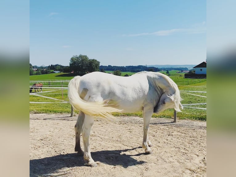 Camargue Jument 12 Ans 148 cm Blanc in Buchenberg