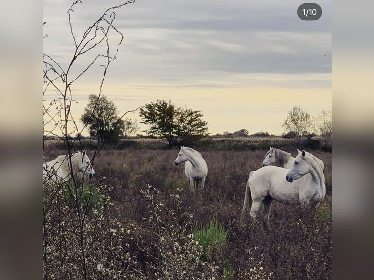 Camargue Jument 12 Ans 148 cm Blanc in Buchenberg