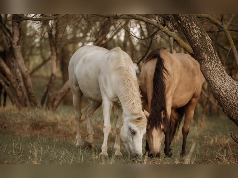 Camargue Jument 15 Ans 145 cm Gris in Moussac