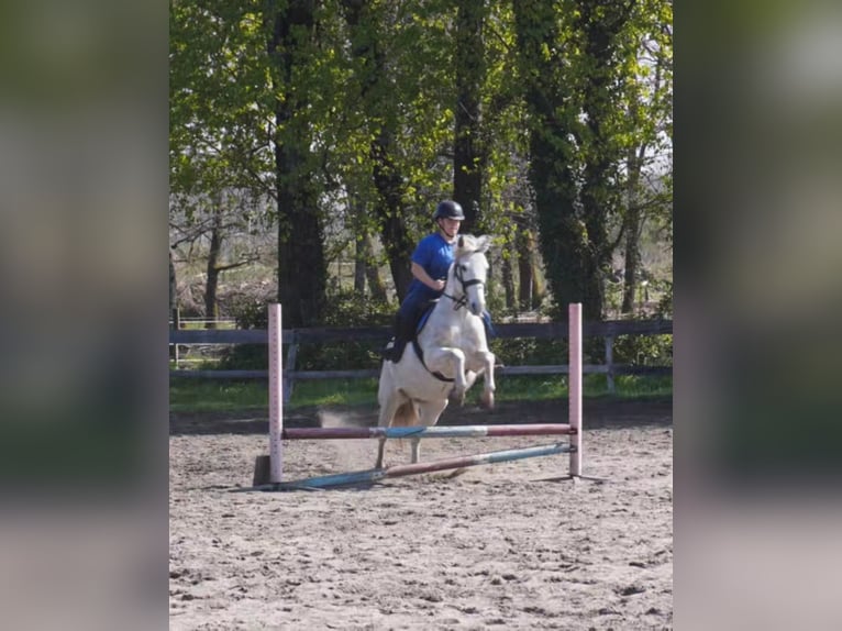 Camargue Jument 18 Ans 140 cm Gris in Hostens