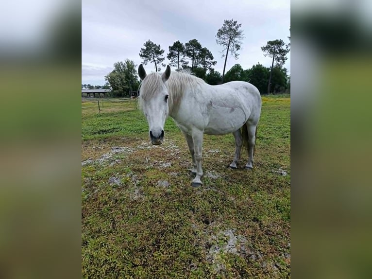 Camargue Jument 18 Ans 140 cm Gris in Hostens