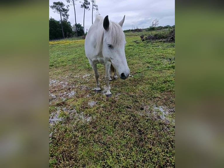Camargue Jument 18 Ans 140 cm Gris in Hostens