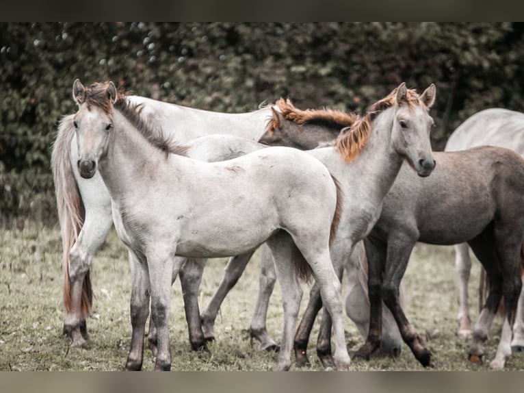 Camargue Jument 1 Année Gris in Bad Essen