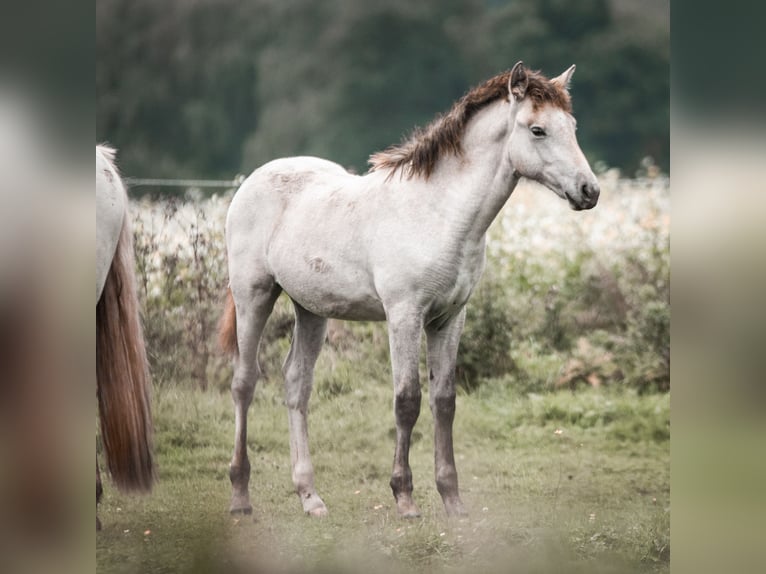 Camargue Jument 1 Année Gris in Bad Essen