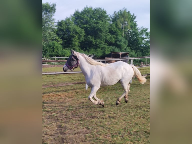 Camargue Jument 7 Ans 148 cm Gris in Unterbaimbach