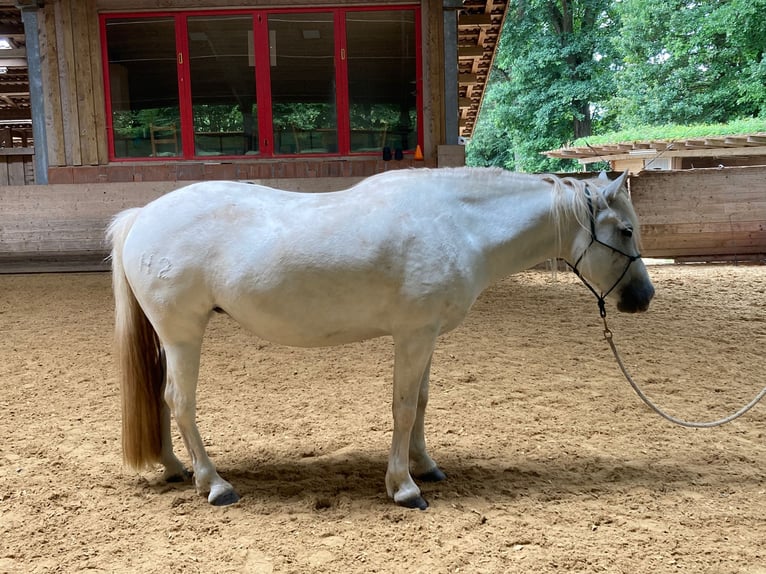 Camargue Jument 7 Ans 148 cm Gris in Unterbaimbach