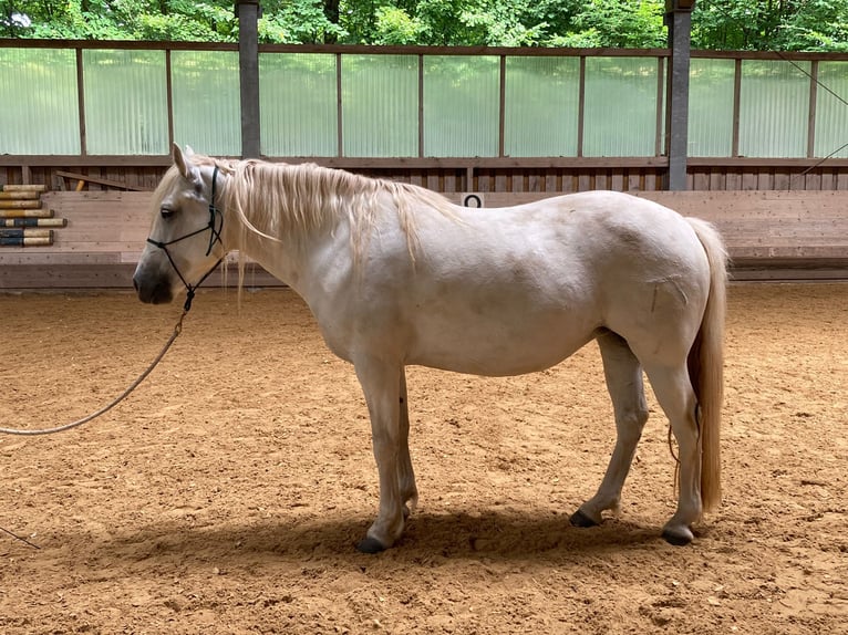 Camargue Jument 7 Ans 148 cm Gris in Unterbaimbach