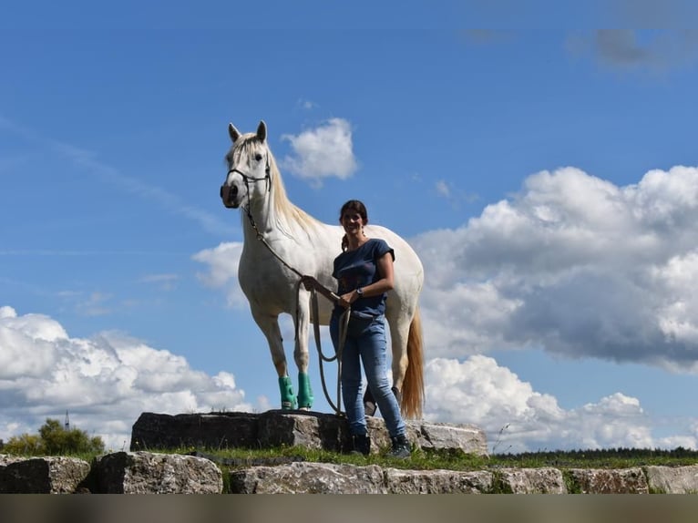 Camargue Jument 7 Ans 148 cm Gris in Unterbaimbach