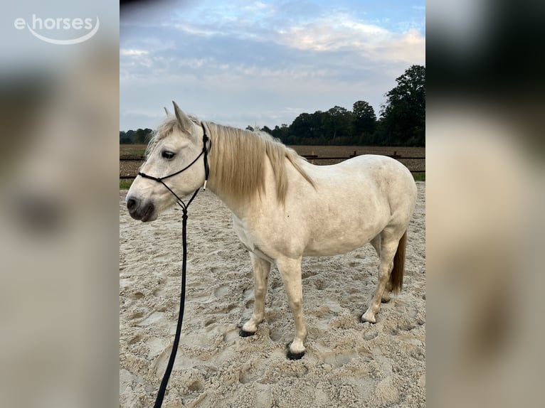 Camargue Jument 8 Ans 148 cm Gris in Ochtrup