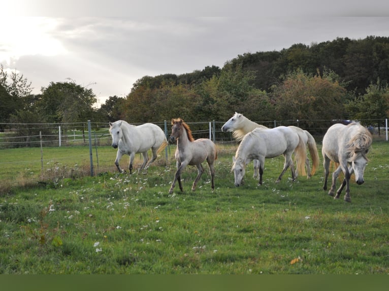 Camargue Jument 8 Ans 148 cm Gris in Wesel