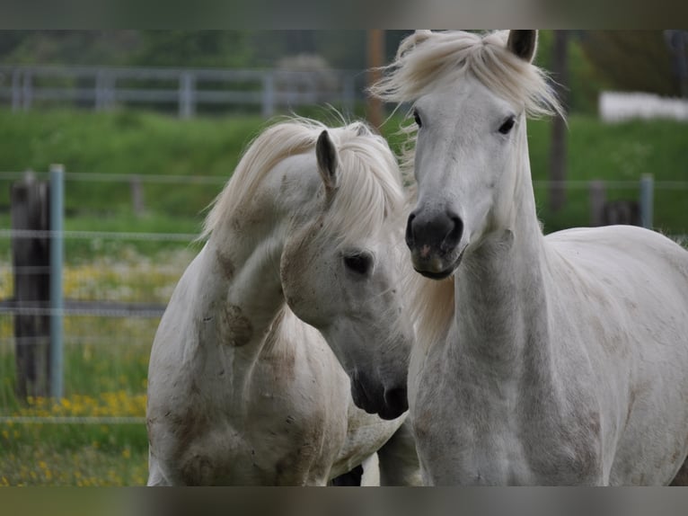 Camargue Jument 8 Ans 148 cm Gris in Wesel