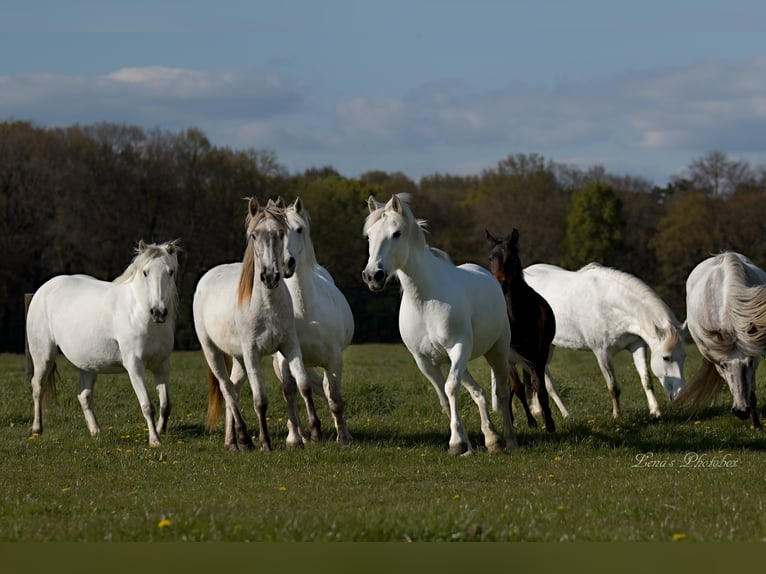 Camargue Jument 8 Ans 148 cm Gris in Wesel