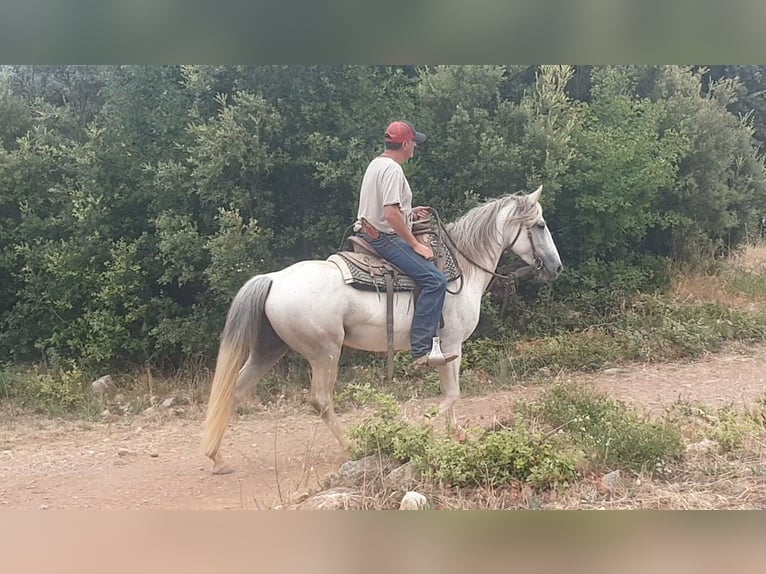 Camargue Mix Klacz 10 lat 150 cm Siwa in Velbert