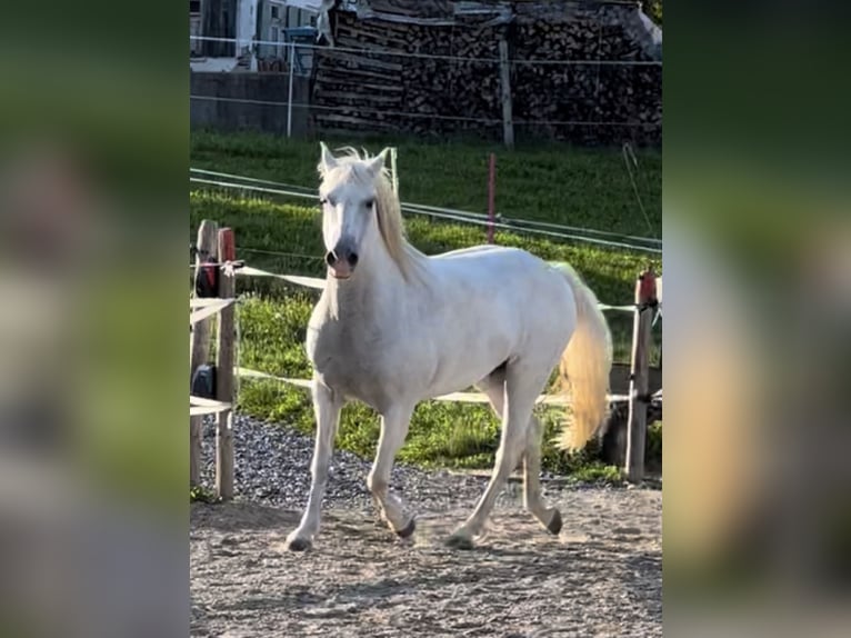 Camargue Klacz 12 lat 148 cm Biała in Buchenberg