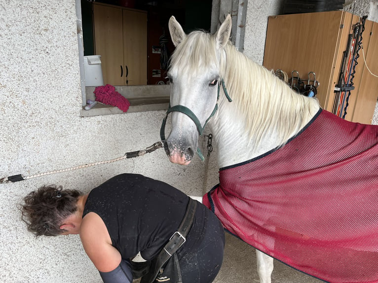 Camargue Klacz 12 lat 148 cm Biała in Buchenberg