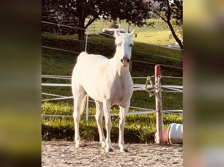 Camargue Klacz 12 lat 148 cm Biała in Buchenberg