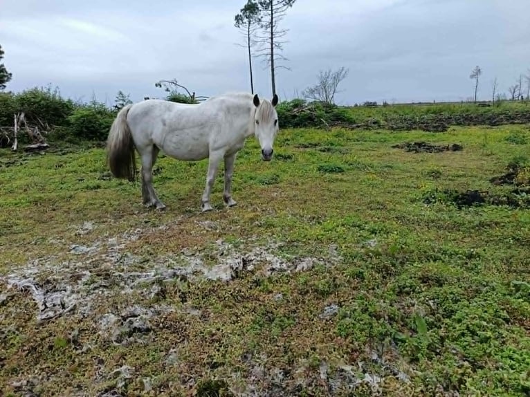 Camargue Klacz 18 lat 140 cm Siwa in Hostens