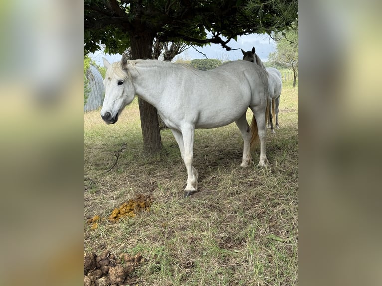 Camargue Klacz 19 lat 140 cm Biała in Garrigues