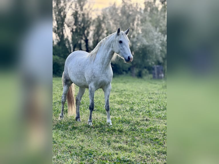 Camargue Mix Klacz 3 lat 152 cm Biała in Rognonas