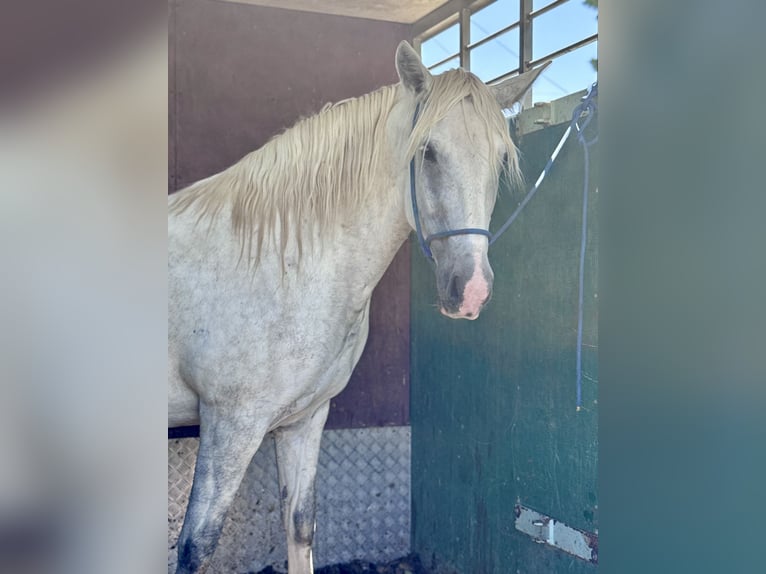 Camargue Mix Klacz 3 lat 152 cm Biała in Rognonas