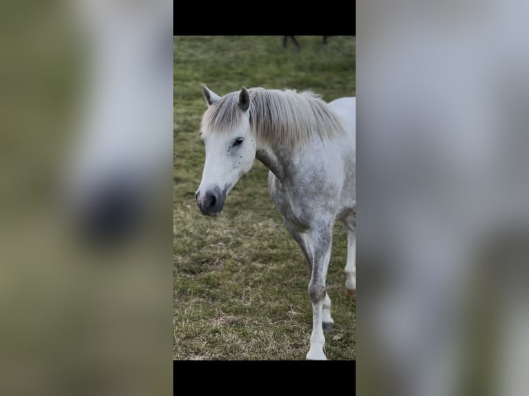 Camargue Klacz 5 lat 145 cm Siwa in Châtelat