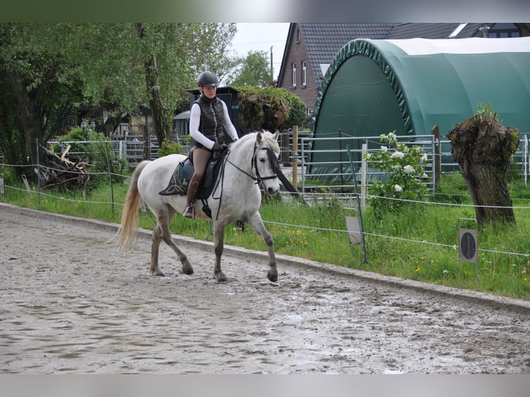 Camargue Klacz 7 lat 148 cm Siwa in Wesel