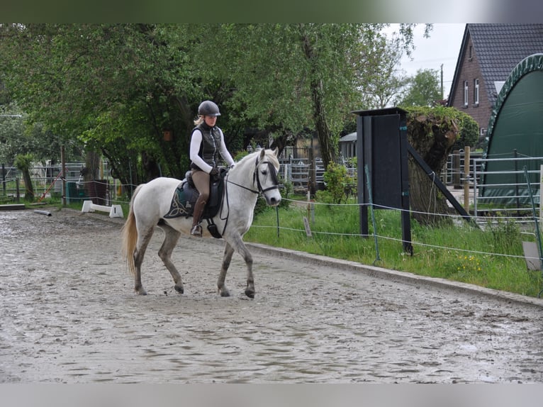 Camargue Klacz 7 lat 148 cm Siwa in Wesel