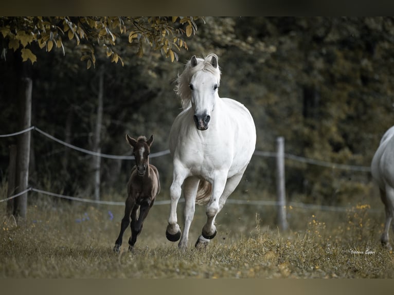Camargue Klacz Źrebak (05/2026) 147 cm Siwa in Scheffau am Wilden Kaiser