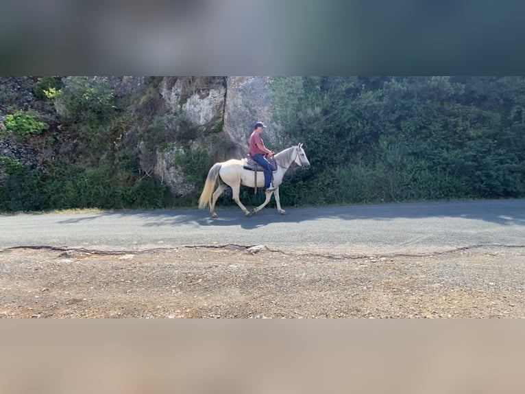 Camargue Mare 10 years 14,2 hh in Velbert