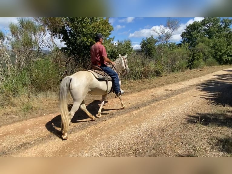 Camargue Mare 10 years 14,2 hh in Velbert