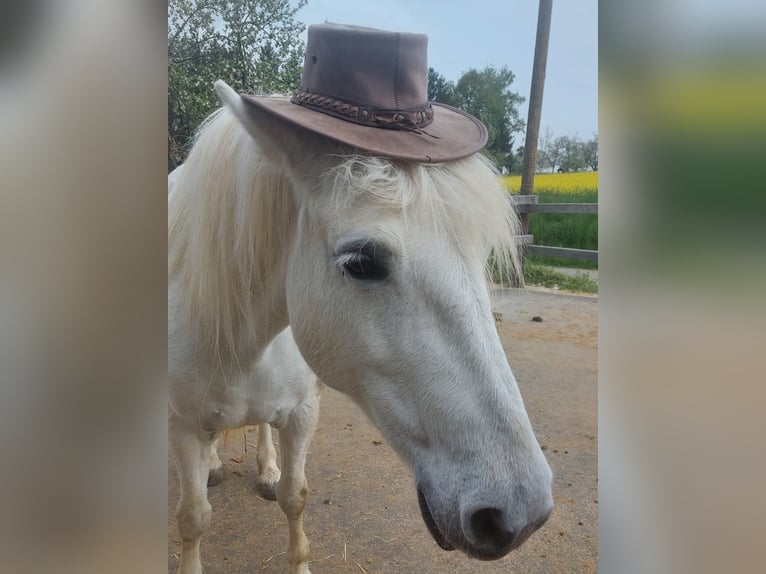 Camargue Mare 13 years 14,1 hh Gray in Weissach im Tal