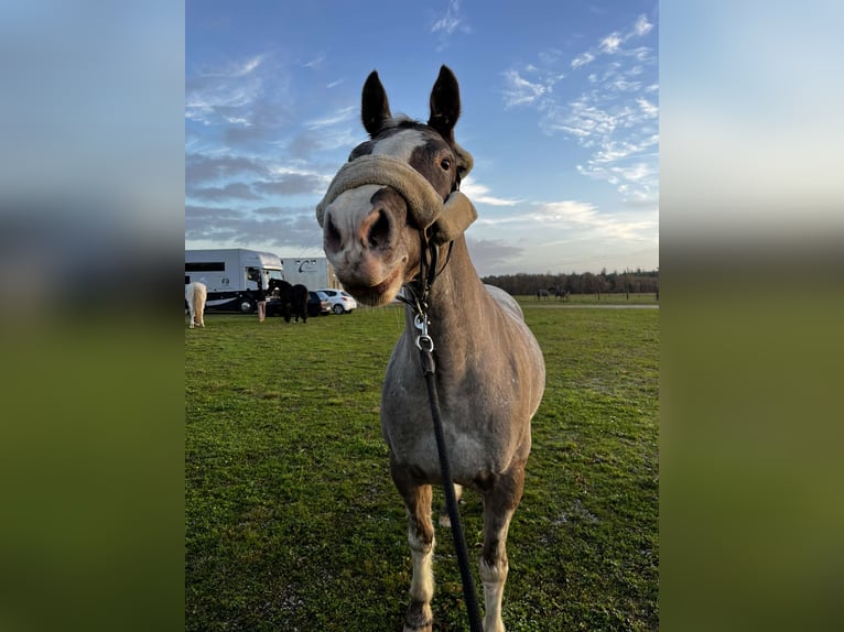 Camargue Mix Mare 14 years 14,2 hh Grey-Blue-Tan in Champeaux