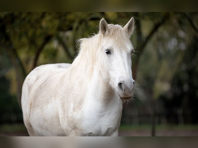 Camargue Mare 15 years 14,1 hh Gray in Moussac