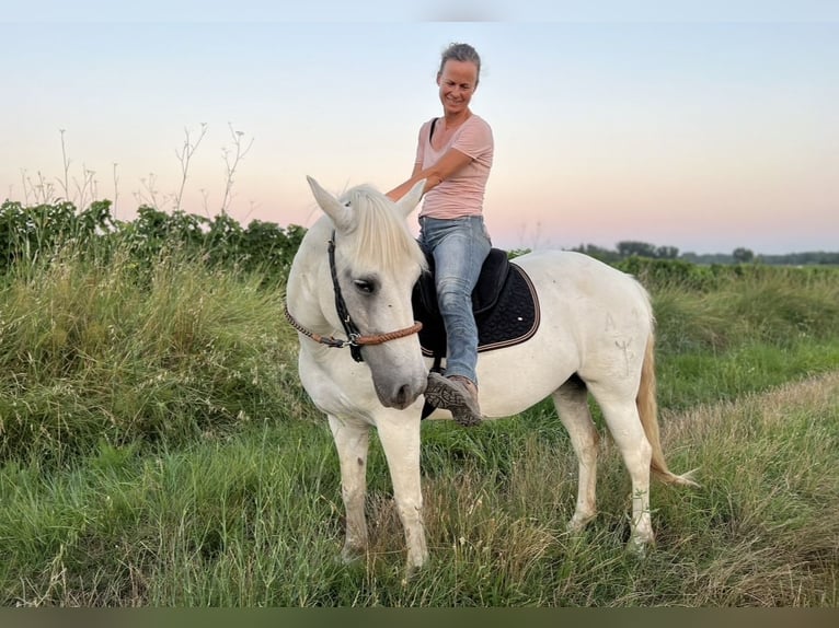 Camargue Mare 15 years 14,1 hh Gray in Moussac