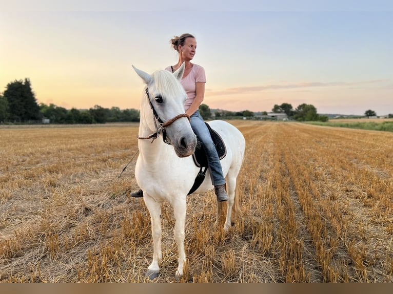 Camargue Mare 15 years 14,1 hh Gray in Moussac