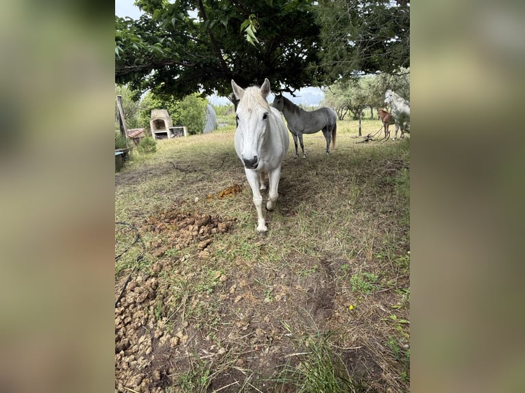 Camargue Mare 19 years 13.2 hh White in Garrigues
