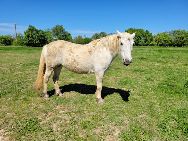 Camargue Mare 19 years 13.2 hh White in Garrigues
