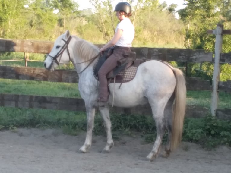 Camargue Mare 4 years 14,1 hh Gray in Saint-Gilles