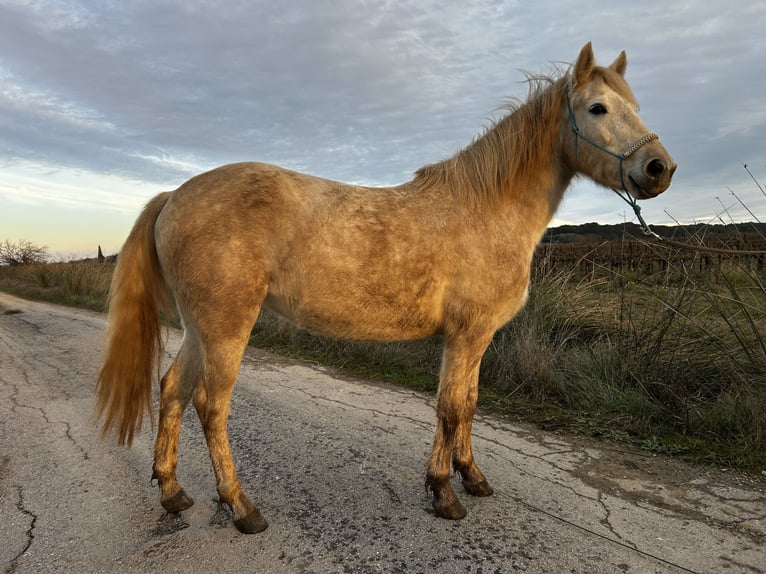 Camargue Mare 4 years 14.1 hh Grey in Fabrègues